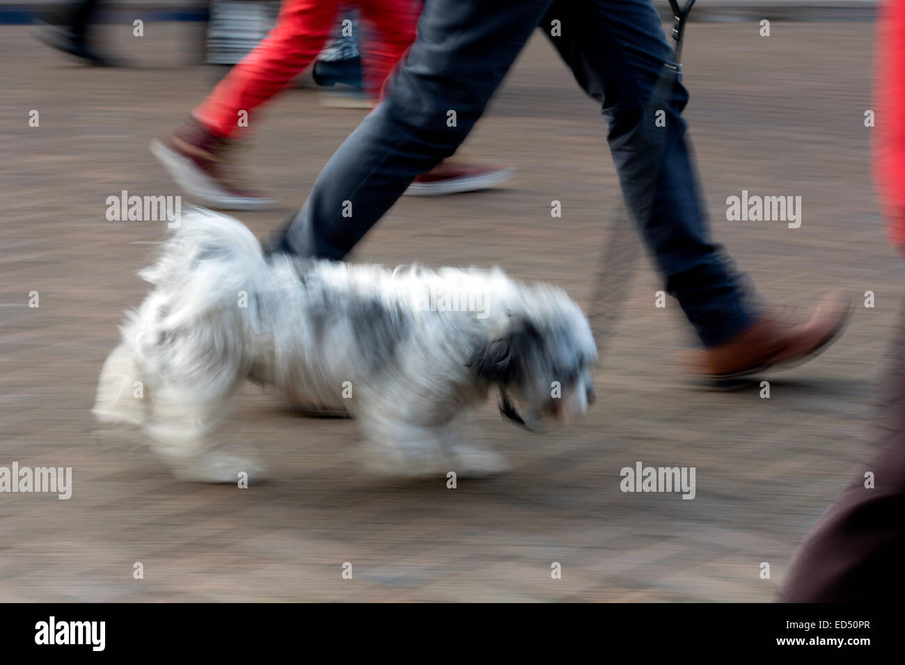 Person dog walking hi-res stock photography and images - Alamy