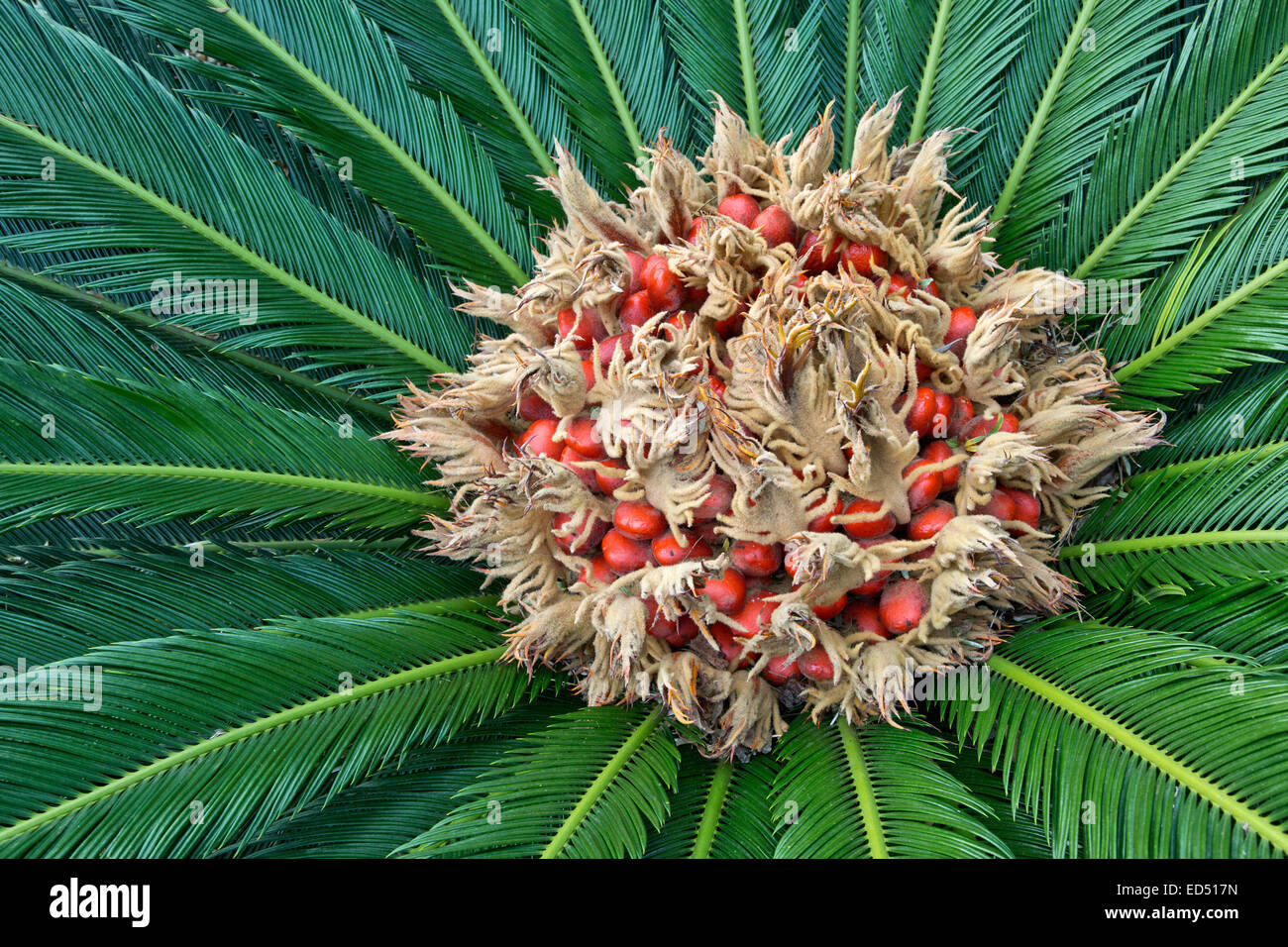 Sago Palm flowering, producing a felt mass in the center of the leaf mass. Stock Photo