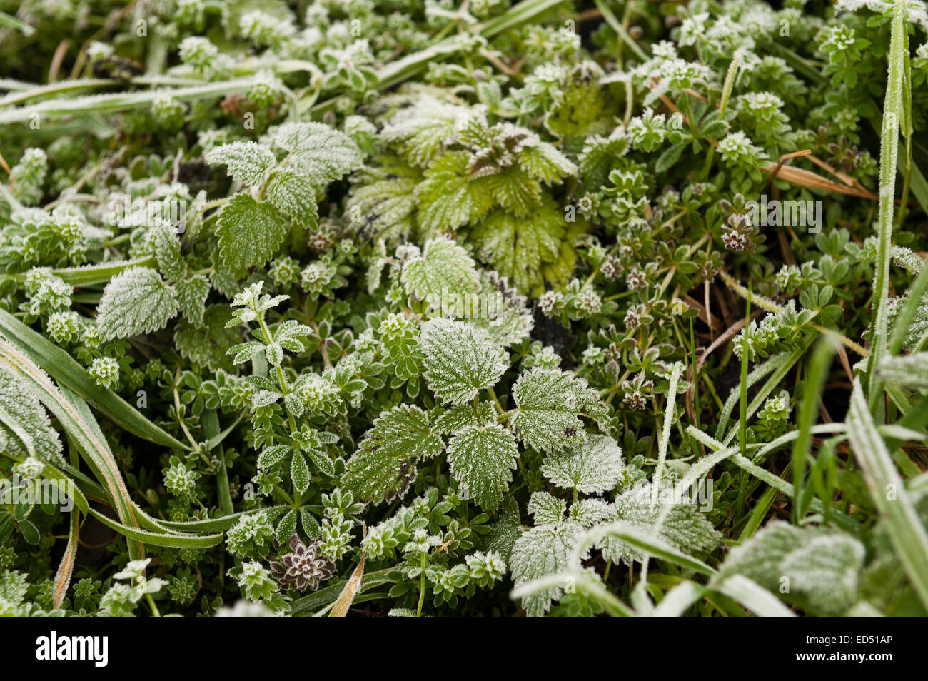 Netl's Grass Nettles frozen frost hi-res stock photography and images - Alamy