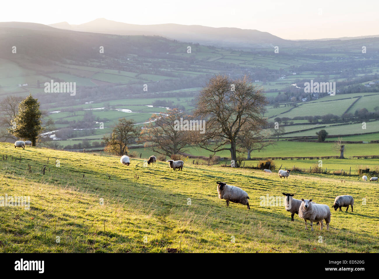 Sheep in field above the Usk Valley, Alt yr Esgair, South Wales, UK Stock Photo