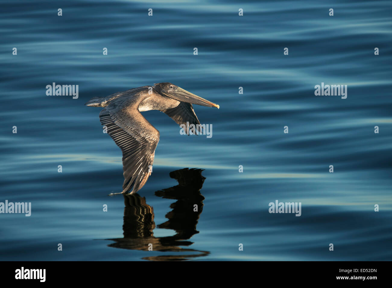 Juvenile Brown Pelican in flight over calm ocean waters of deep blue. Stock Photo