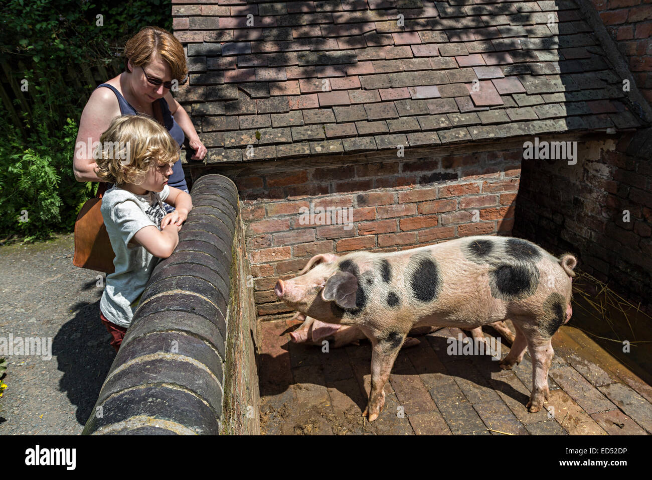 Child looking at traditional breed of pig in pen, Blists Hill Victorian town, Ironbridge, Shropshire, England, UK Stock Photo