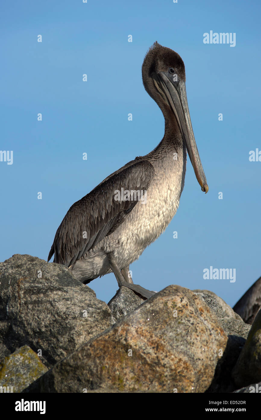 Portrait of a Juvenal Brown Pelican on rocks against a blue sky with no clouds. Stock Photo