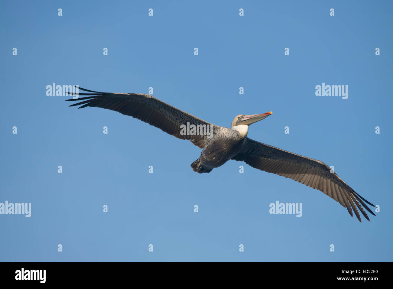 Adult Brown Pelican in flight, clear blue sky background. Stock Photo