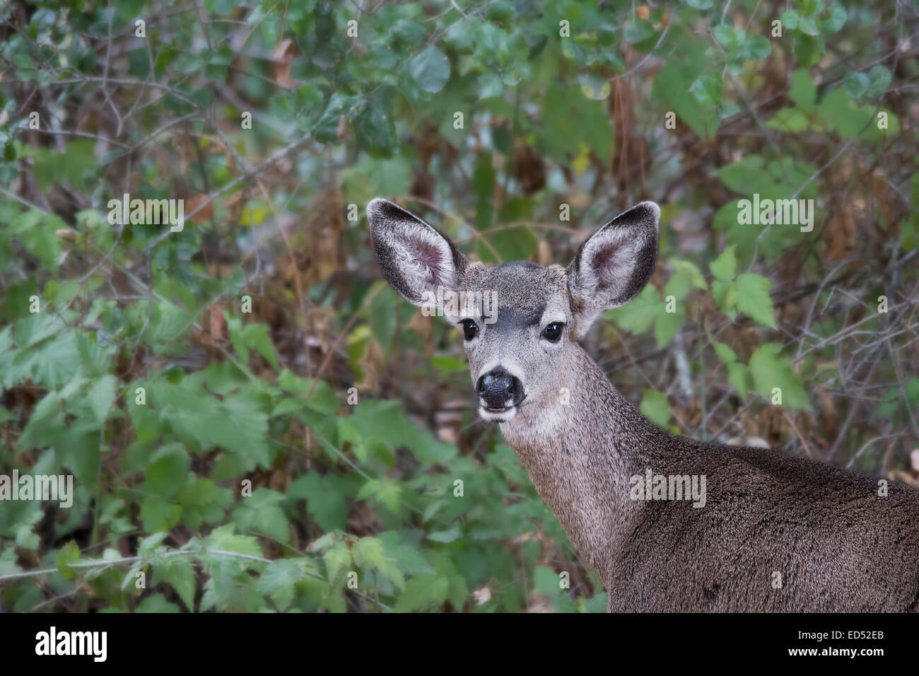 Portrait of a young doe in a natural setting Stock Photo