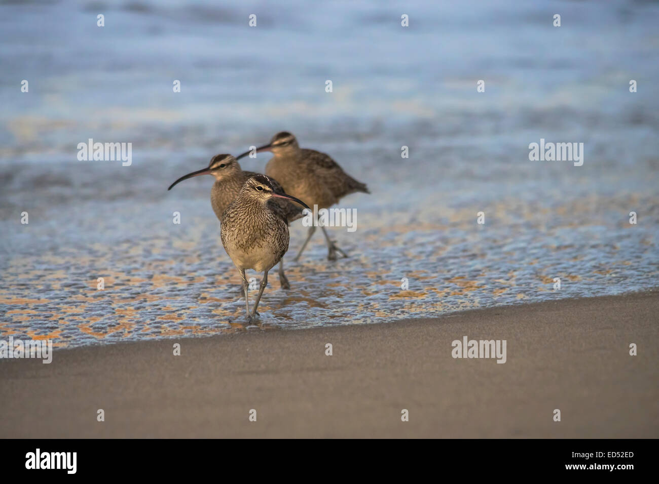 Three Whimbrel walking in the shore waters looking for dinner Stock Photo