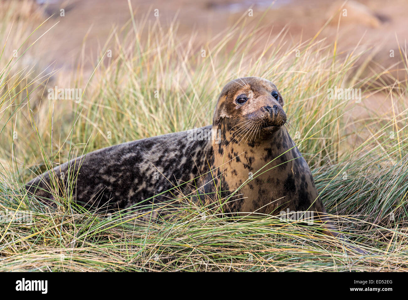 Grey seal, Halichoerus grypus, in marram grass dunes, Donna Nook national nature reserve, Lincolnshire, England, UK Stock Photo