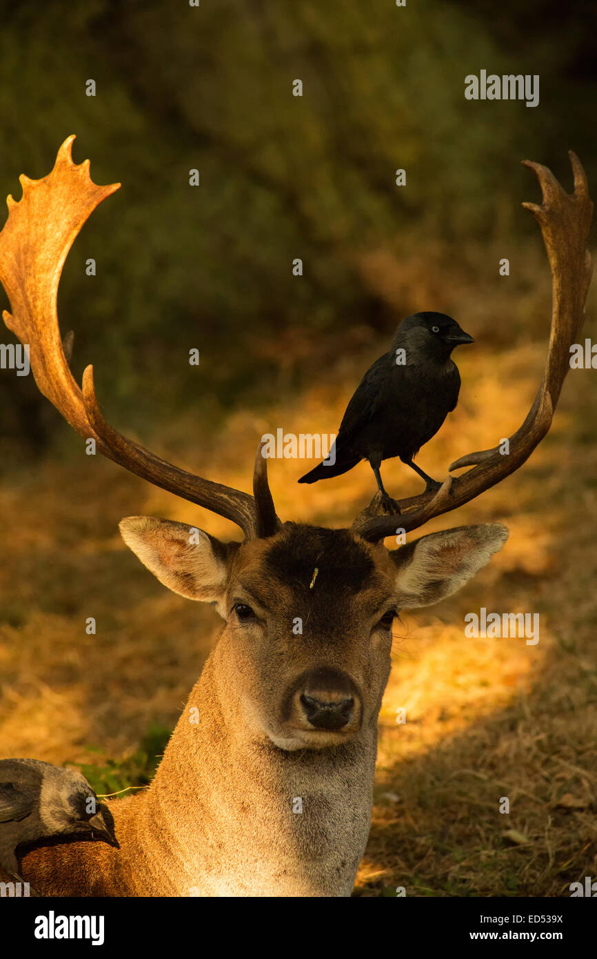 The Rook Deer Deer and rook Stock Photo - Alamy