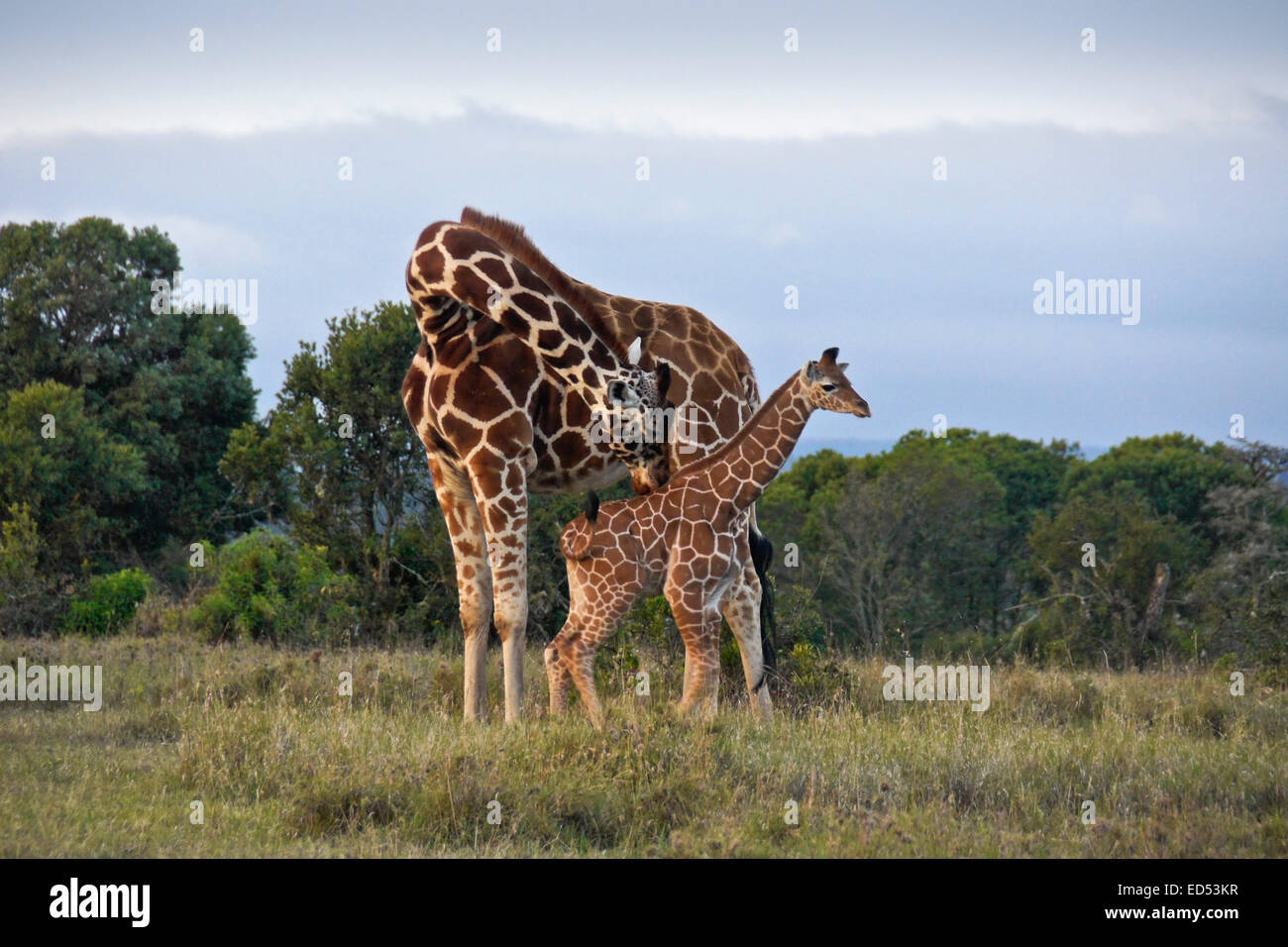 Reticulated giraffe nuzzling her calf, Ol Pejeta Conservancy, Kenya Stock Photo