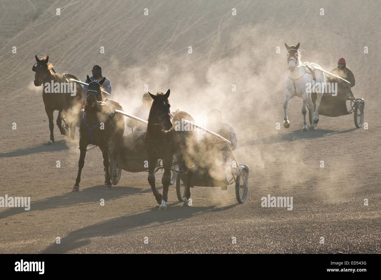 Town Of Wallkill, New York, USA. 27th Dec, 2014. Harness racing horses