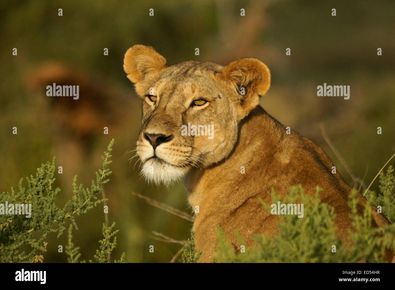 Lioness with her eye on something, Samburu, Kenya Stock Photo