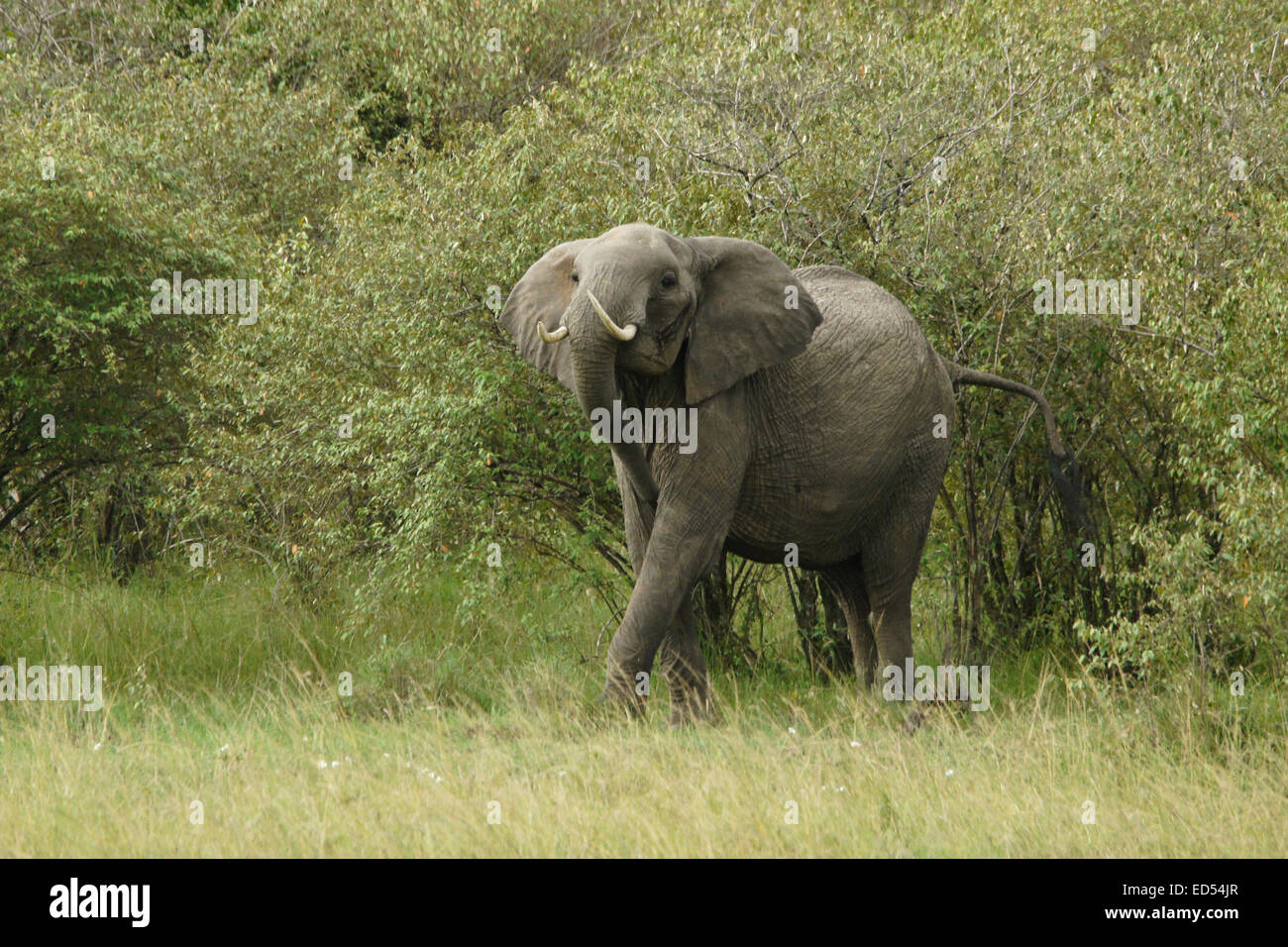 Angry elephant emerging from bush, Masai Mara, Kenya Stock Photo