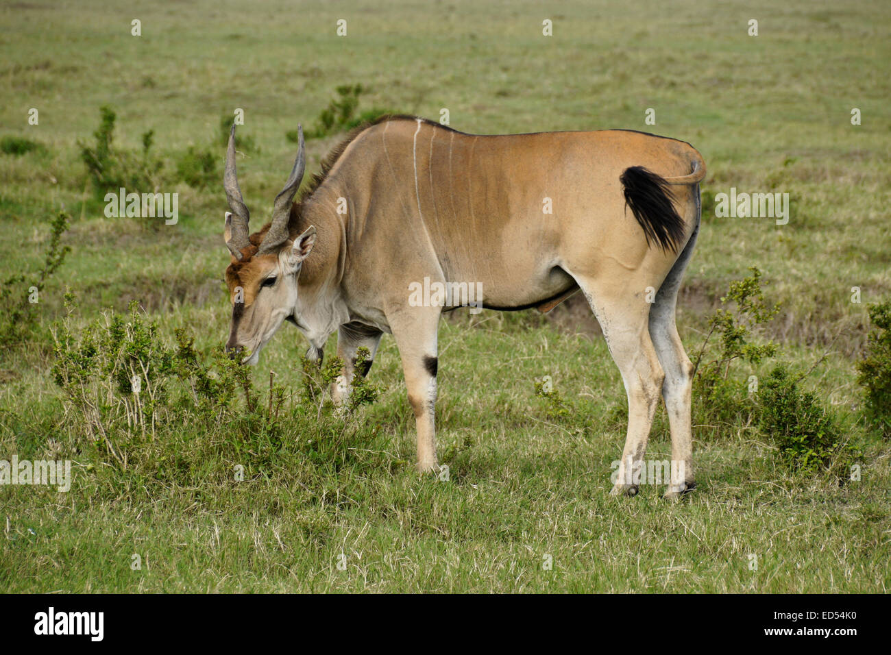 Male common eland browsing on bush, Masai Mara, Kenya Stock Photo