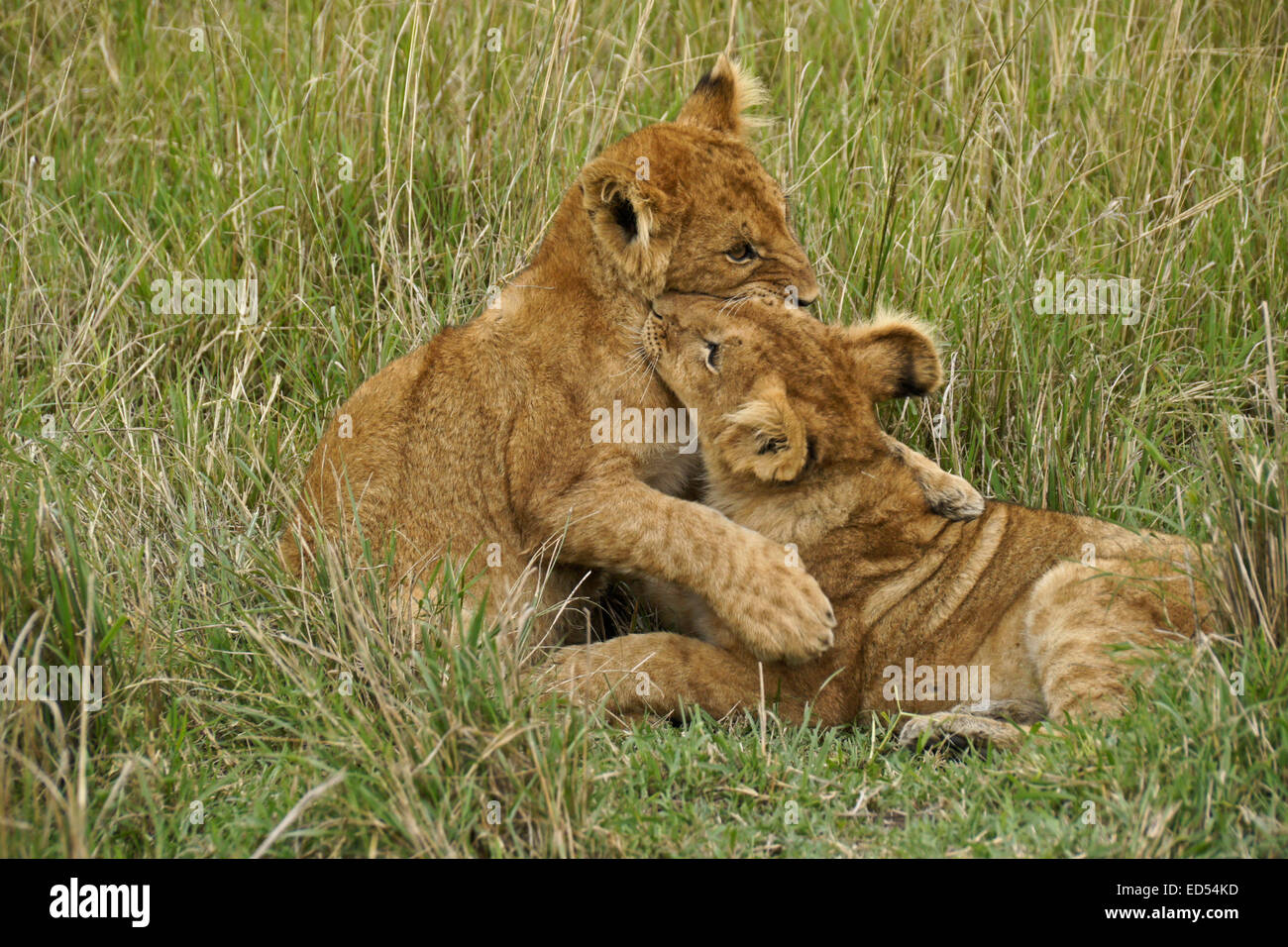 Lion cubs playing in grass, Masai Mara, Kenya Stock Photo