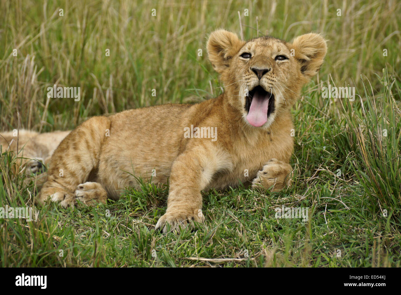Yawn yawning hi-res stock photography and images - Alamy