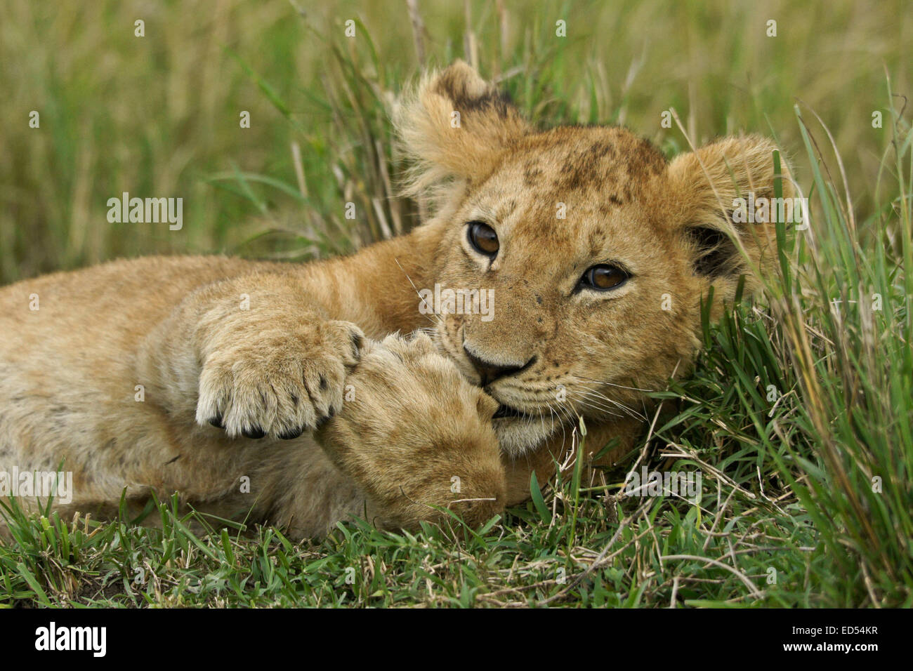 Lion cub in grass, Masai Mara, Kenya Stock Photo