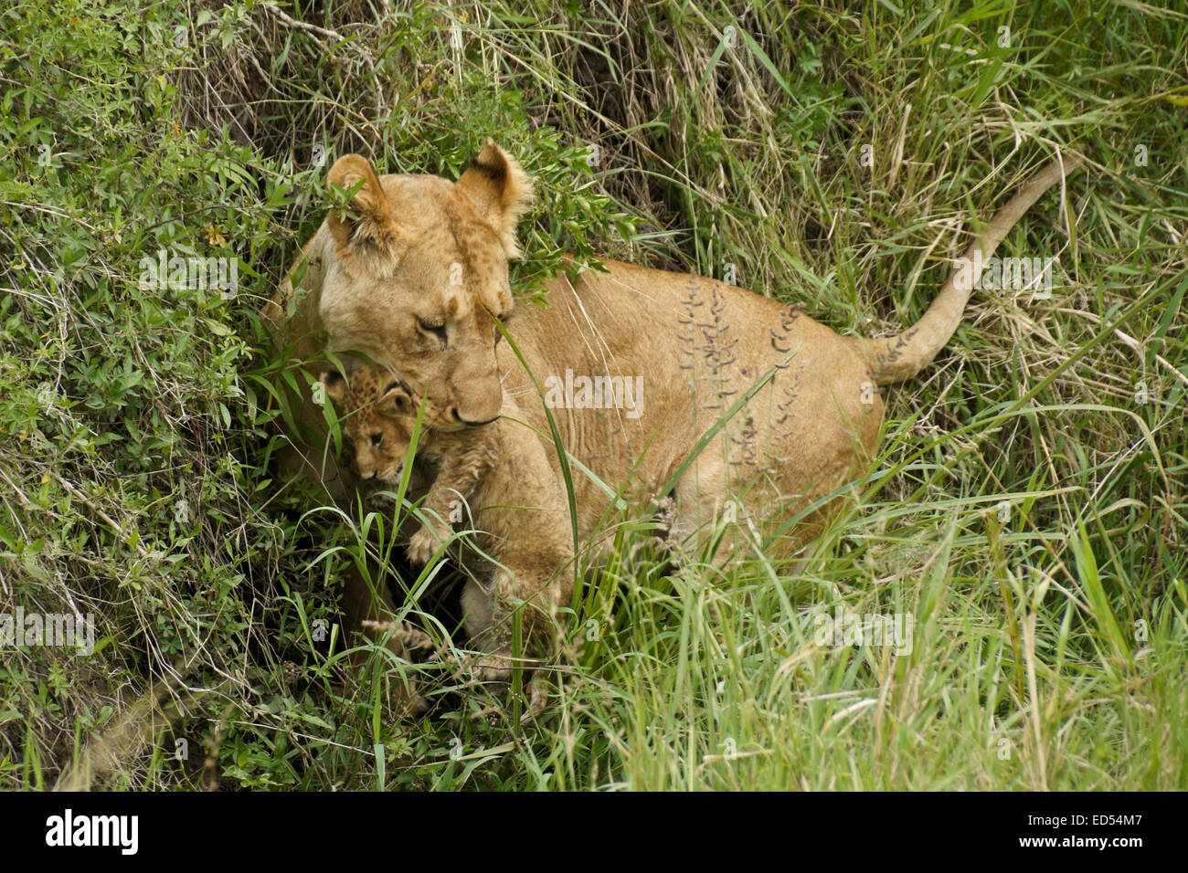 Lioness carrying cub in mouth, Masai Mara, Kenya Stock Photo
