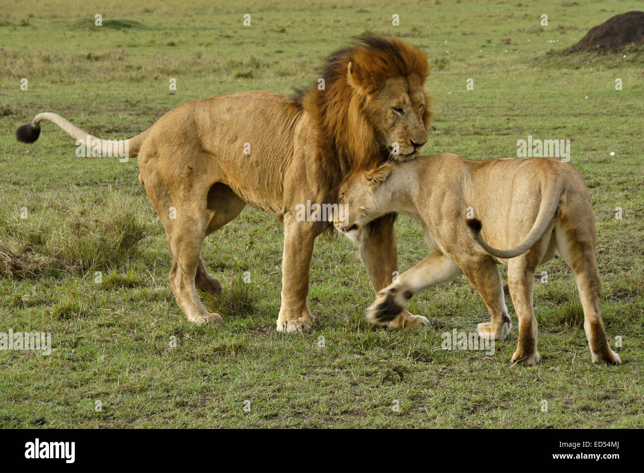 Lion mating couple hi-res stock photography and images - Alamy