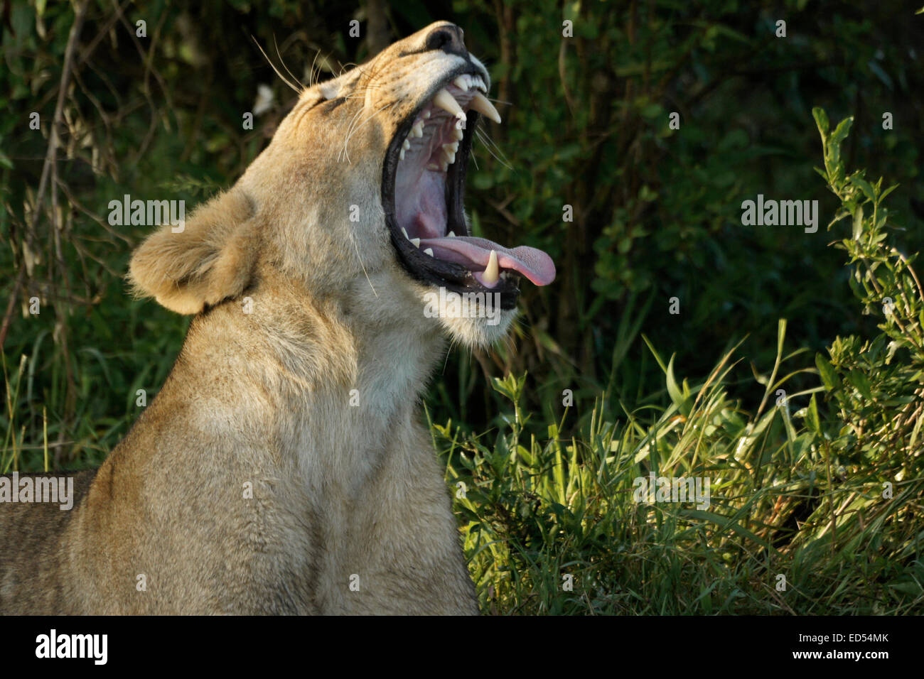 Lioness yawning, Masai Mara, Kenya Stock Photo