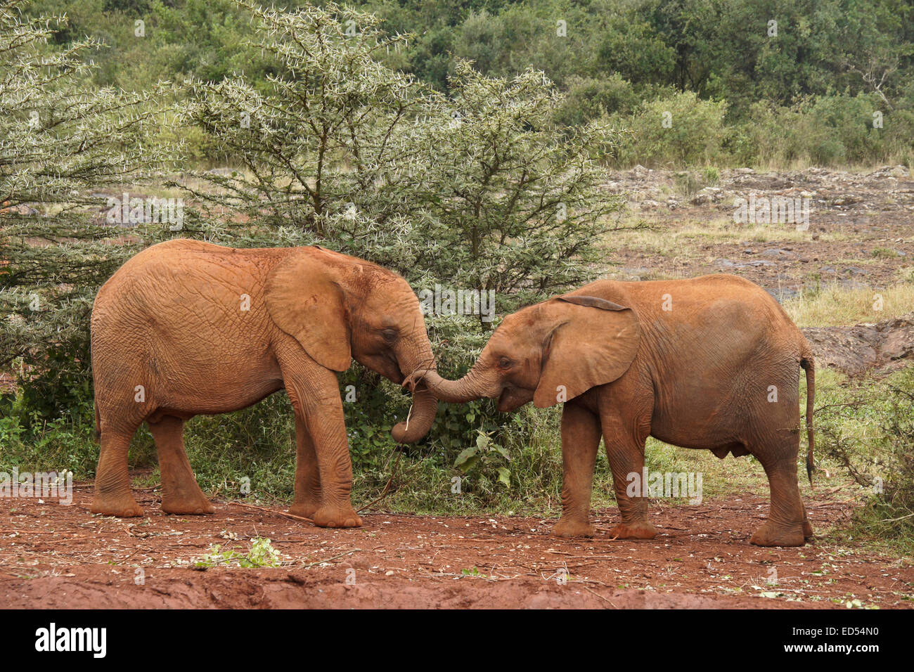 Orphaned baby elephants playing with each other, Sheldrick Wildlife