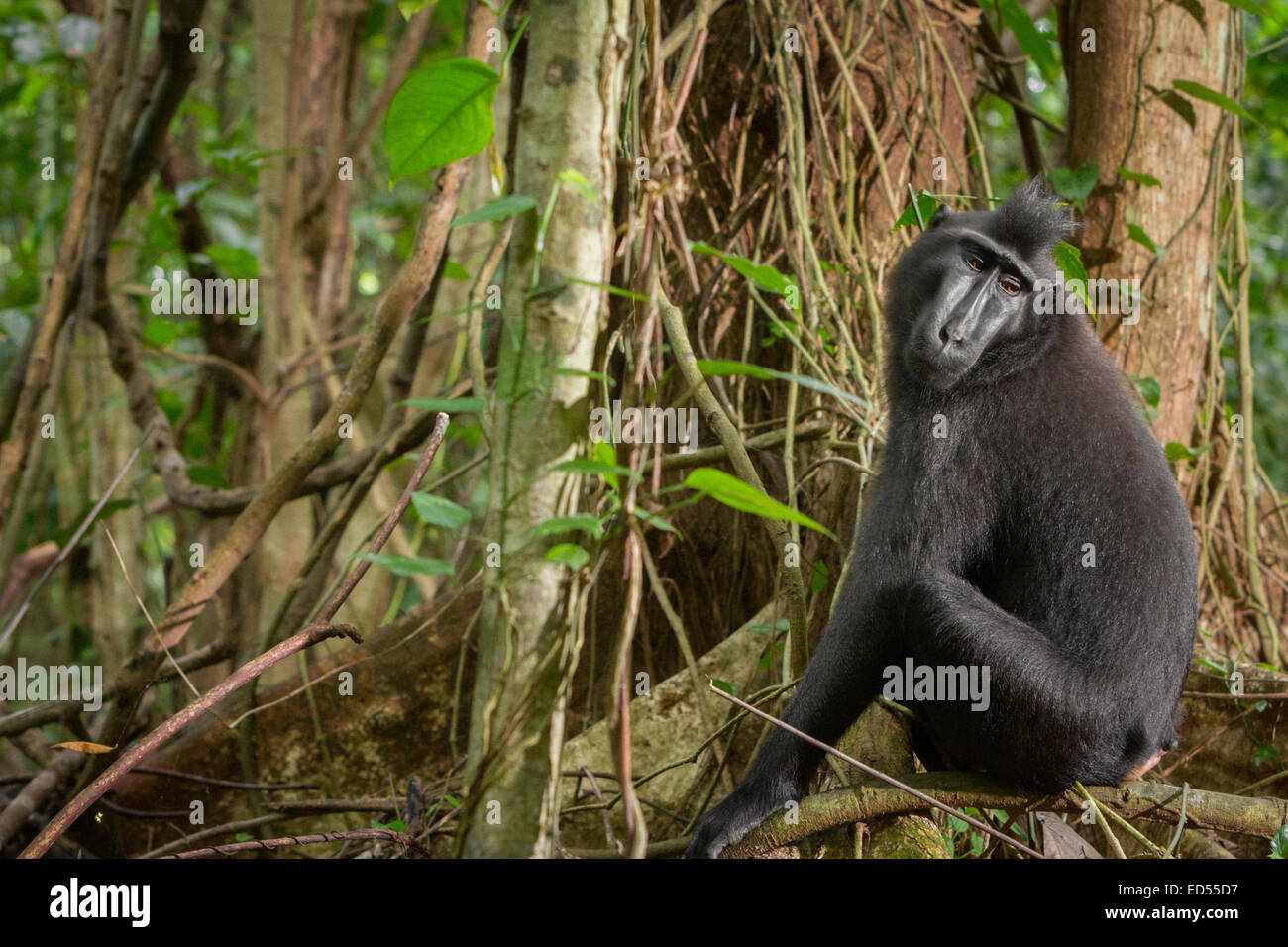 A Sulawesi black-crested macaque (Macaca nigra) is sitting below a tree in Tangkoko Nature Reserve, North Sulawesi, Indonesia. Stock Photo