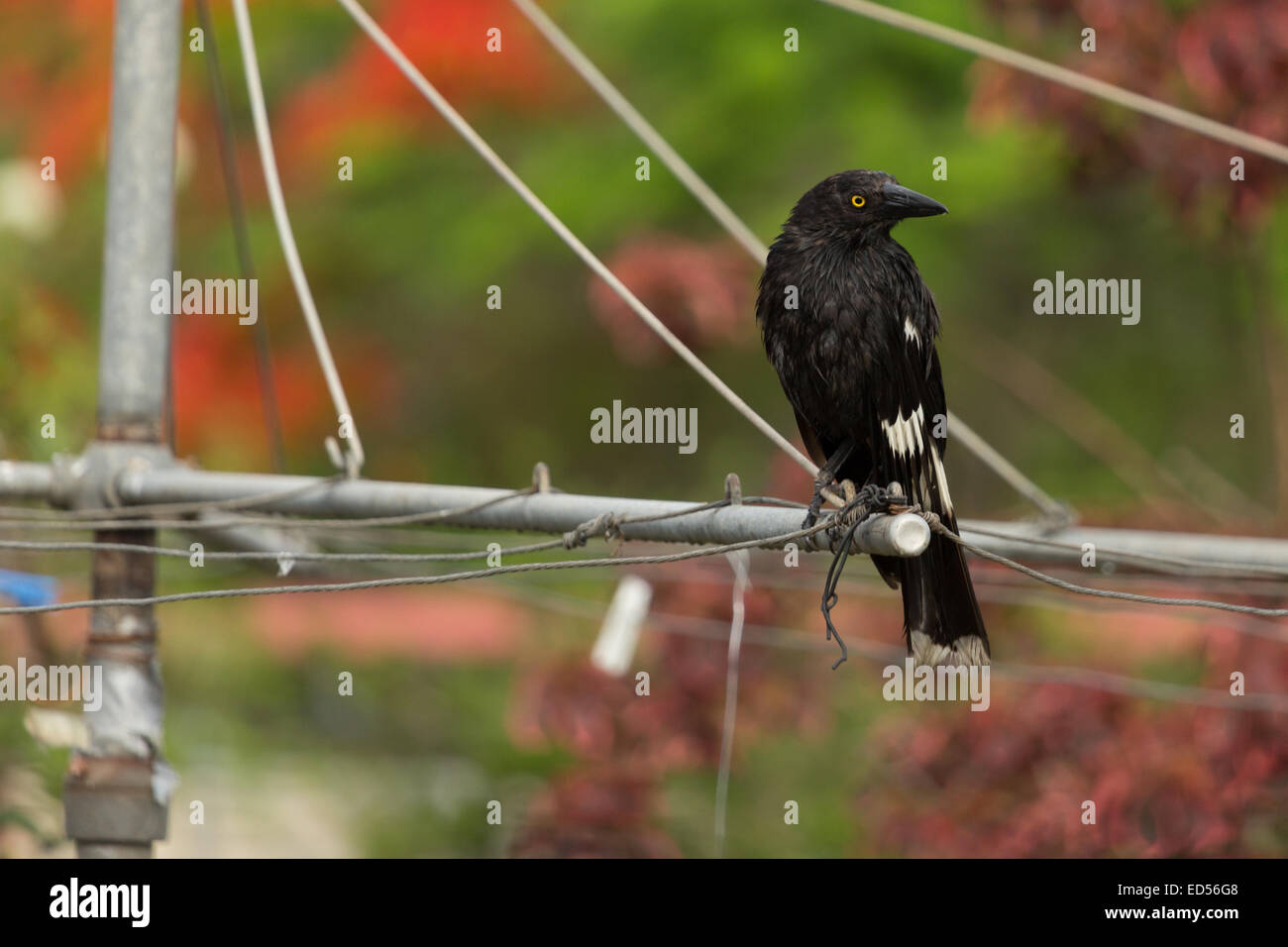 A photograph of a pied Currawong on a clothesline. The photograph was taken in northern NSW, Australia. Stock Photo