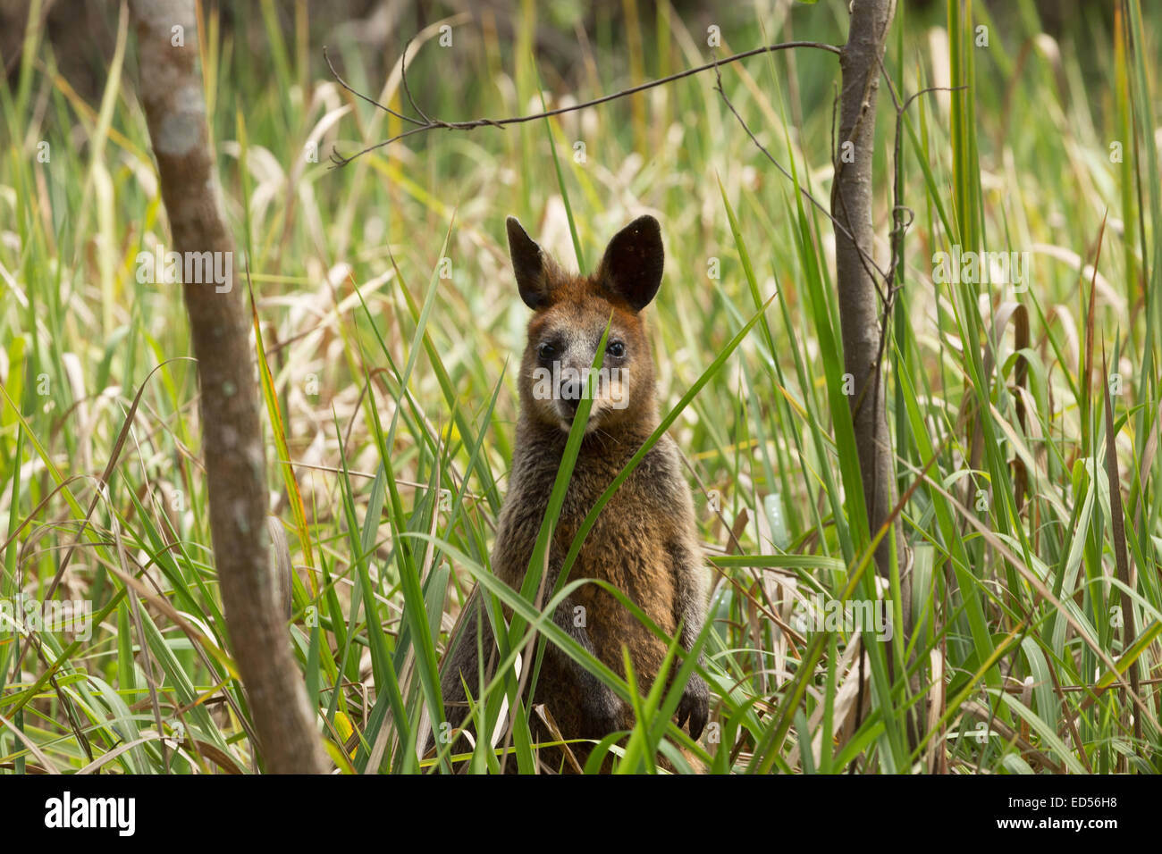 A photograph of a Red-necked Wallaby in a national park near Byron Bay, Australia. Stock Photo