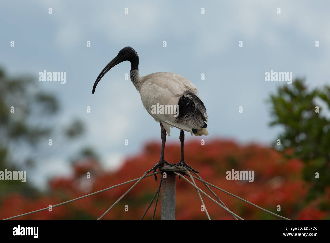 A photograph of an Australian White Ibis sitting on a backyard clothesline. The photograph was taken in northern NSW, Australia. Stock Photo