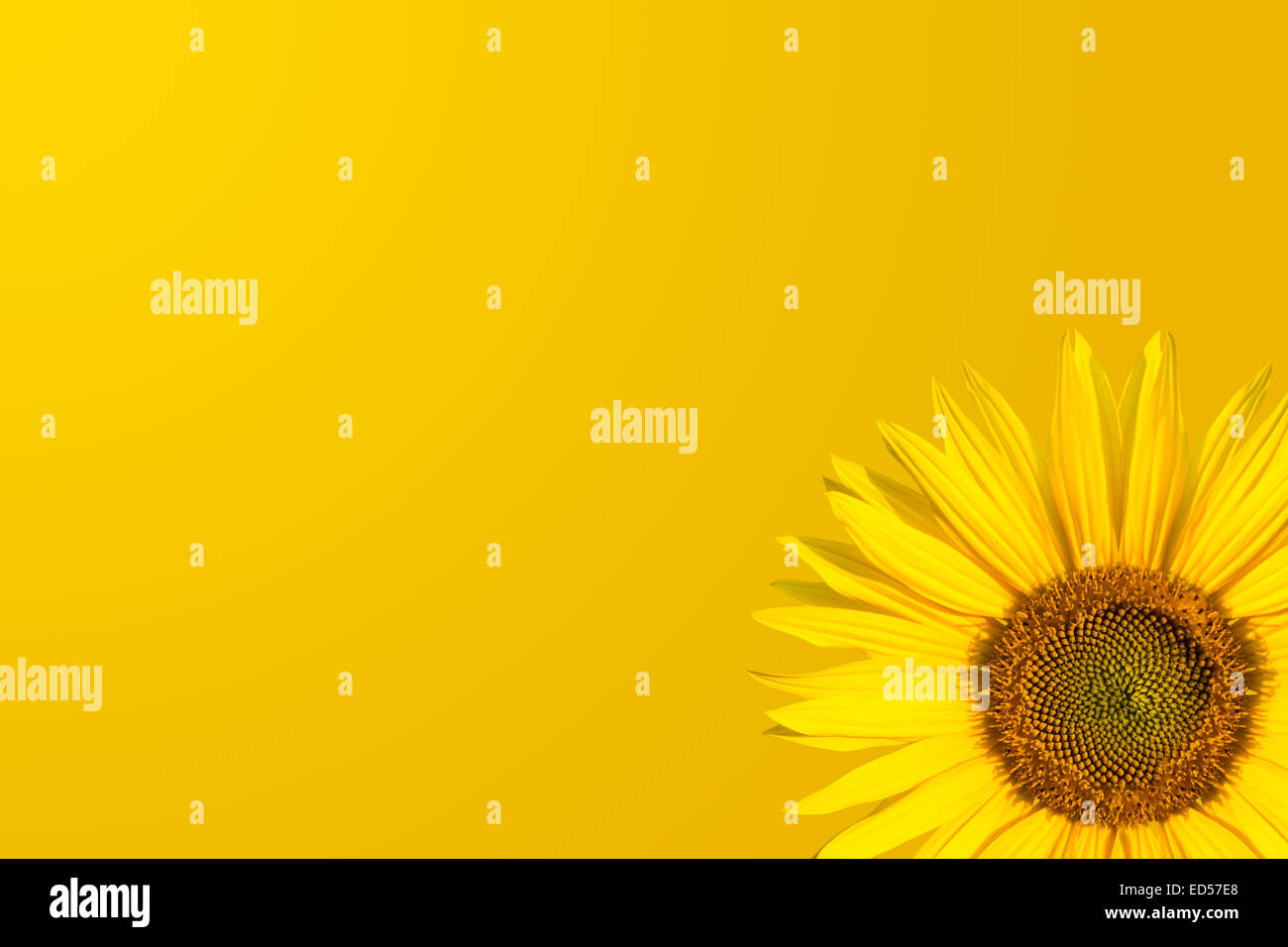 orange background and a sunflower Stock Photo