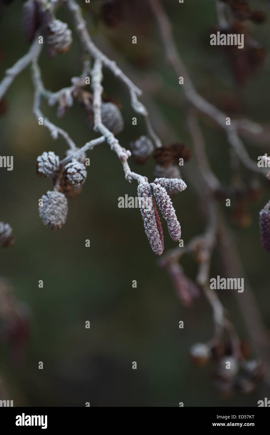 Aberystwyth, Wales, UK. 28th December, 2014. UK Weather: A cold clear frosty morning in Aberystwyth Wales   Photo keith morris / Alamy live news Stock Photo