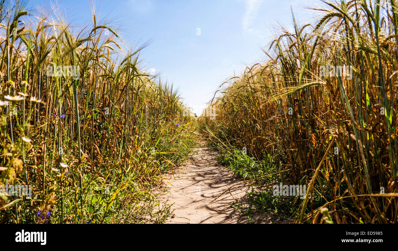 a way in barley field in summer time Stock Photo