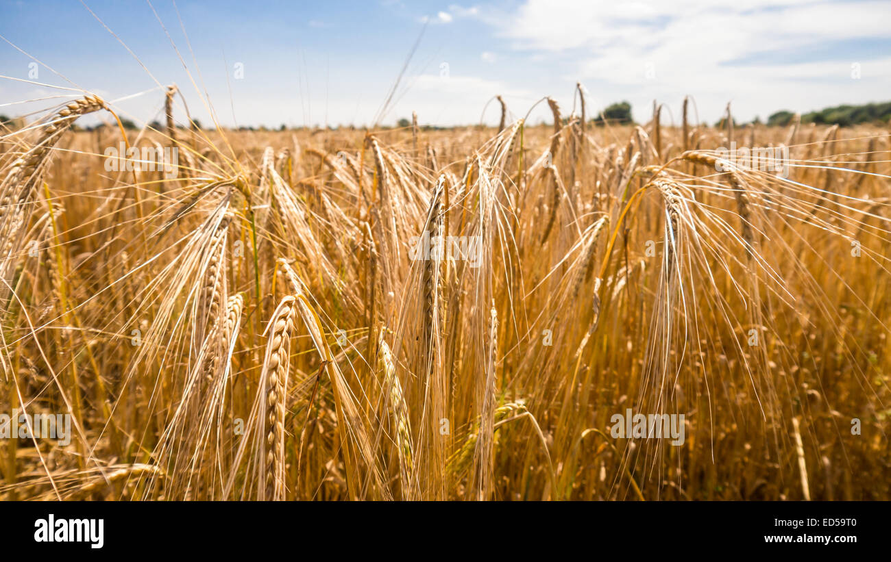 barley field, blue cloudy sky in early summer Stock Photo