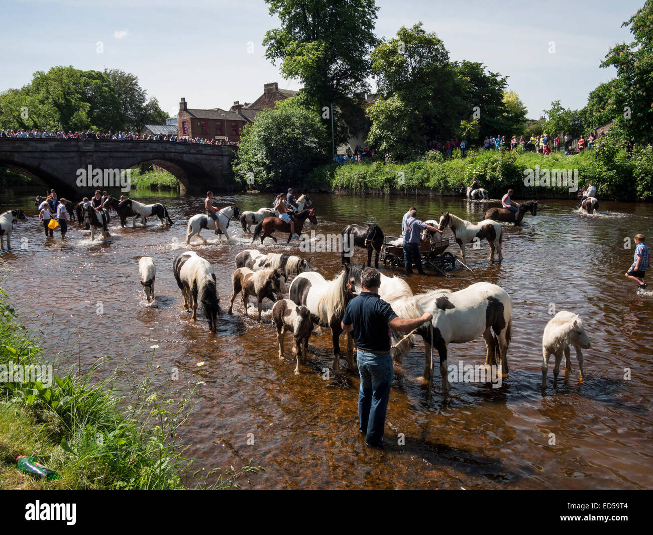 horses being exercised and washed by Gypsies,Romanys,'travellers', at