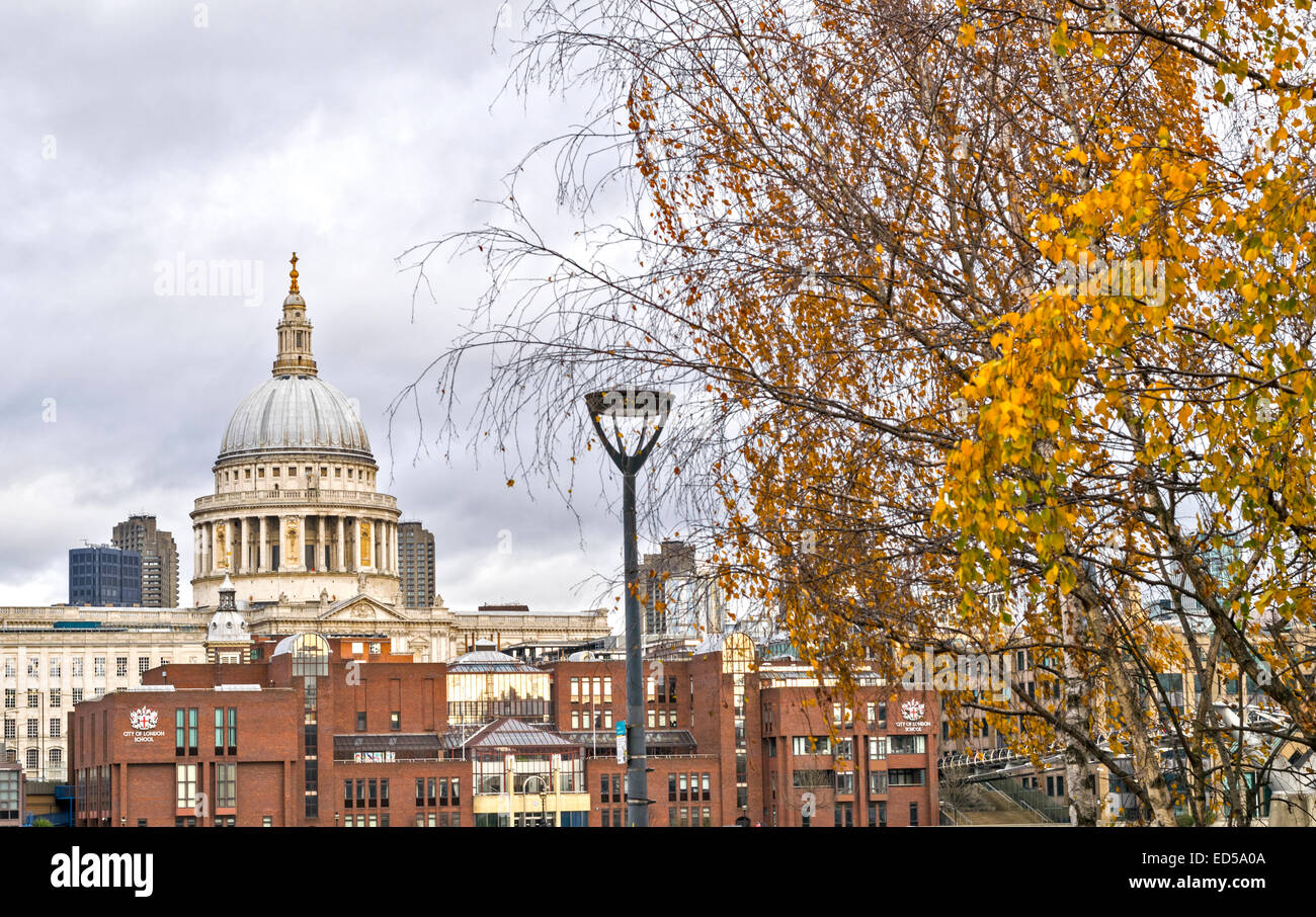LONDON ST. PAUL'S CATHEDRAL WITH BIRCH TREE IN WINTER AND YELLOW LEAVES Stock Photo