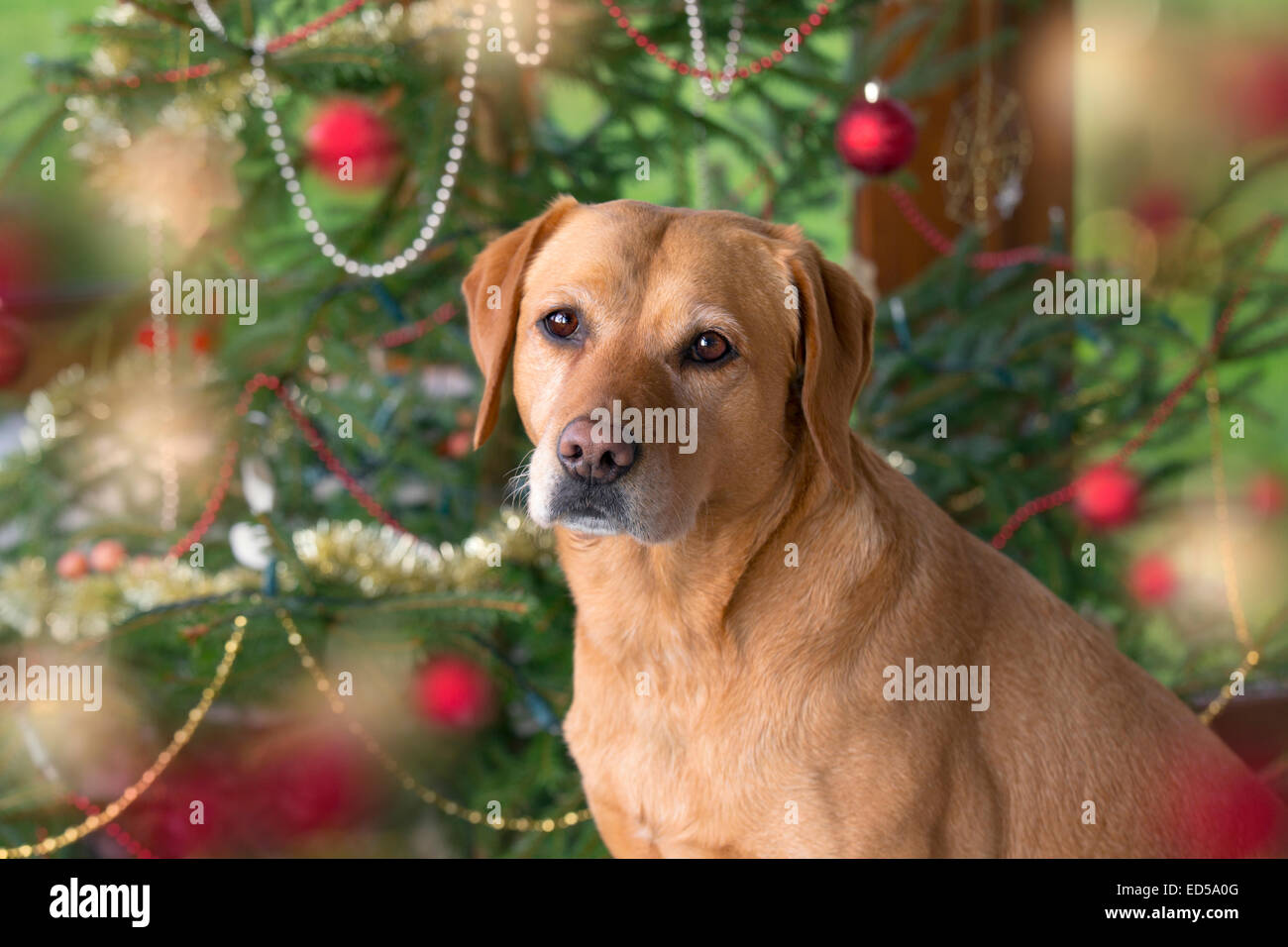 Yellow Labrador in Christmas setting Stock Photo