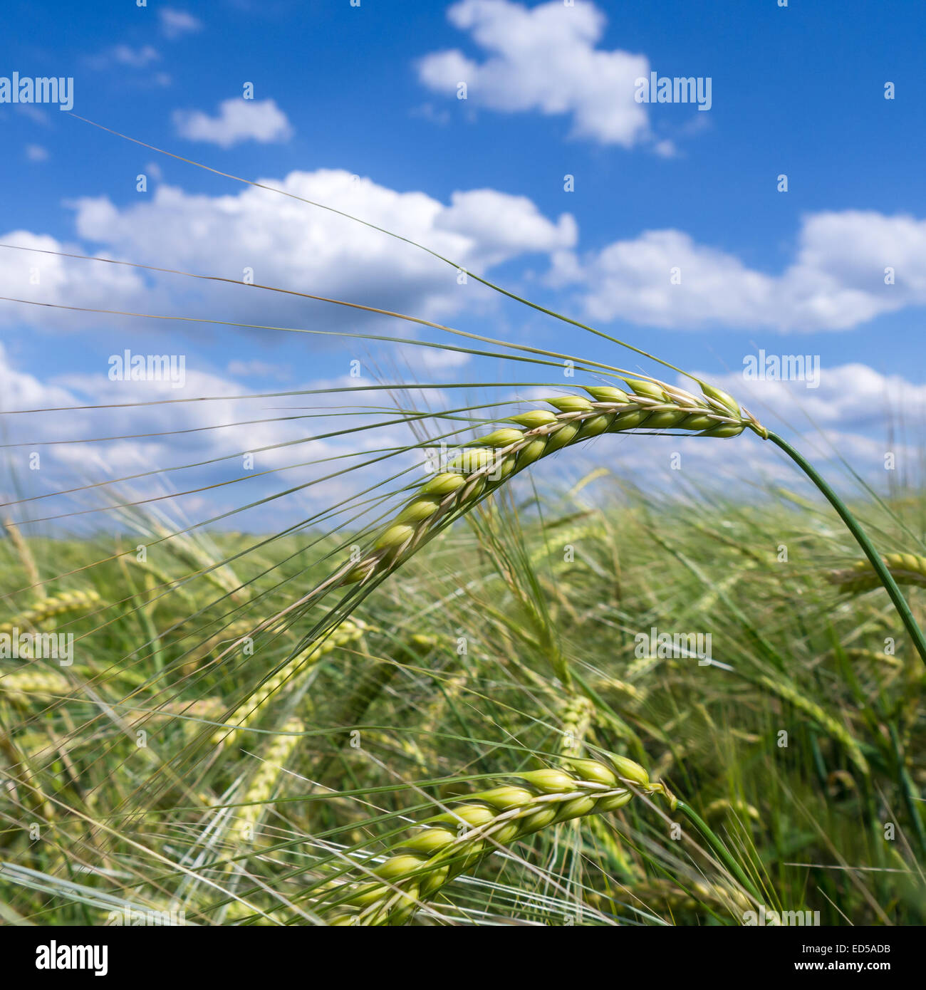 green ear of barley on a field and blue cloudy sky Stock Photo