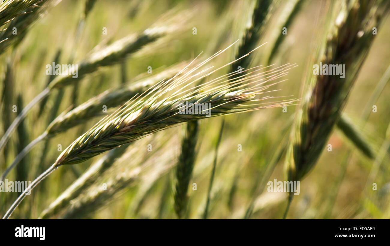 green ears of barley on a field in summer Stock Photo