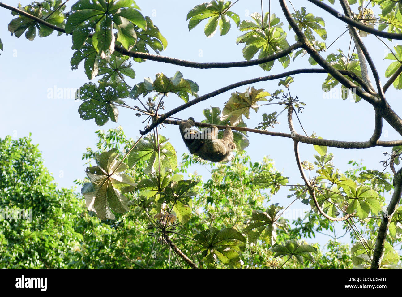 Brown-throated Three-toed Sloth (Bradypus variegatus), at the Manuel Antonio National Park, (Parque Nacional Manuel Antonio), Co Stock Photo