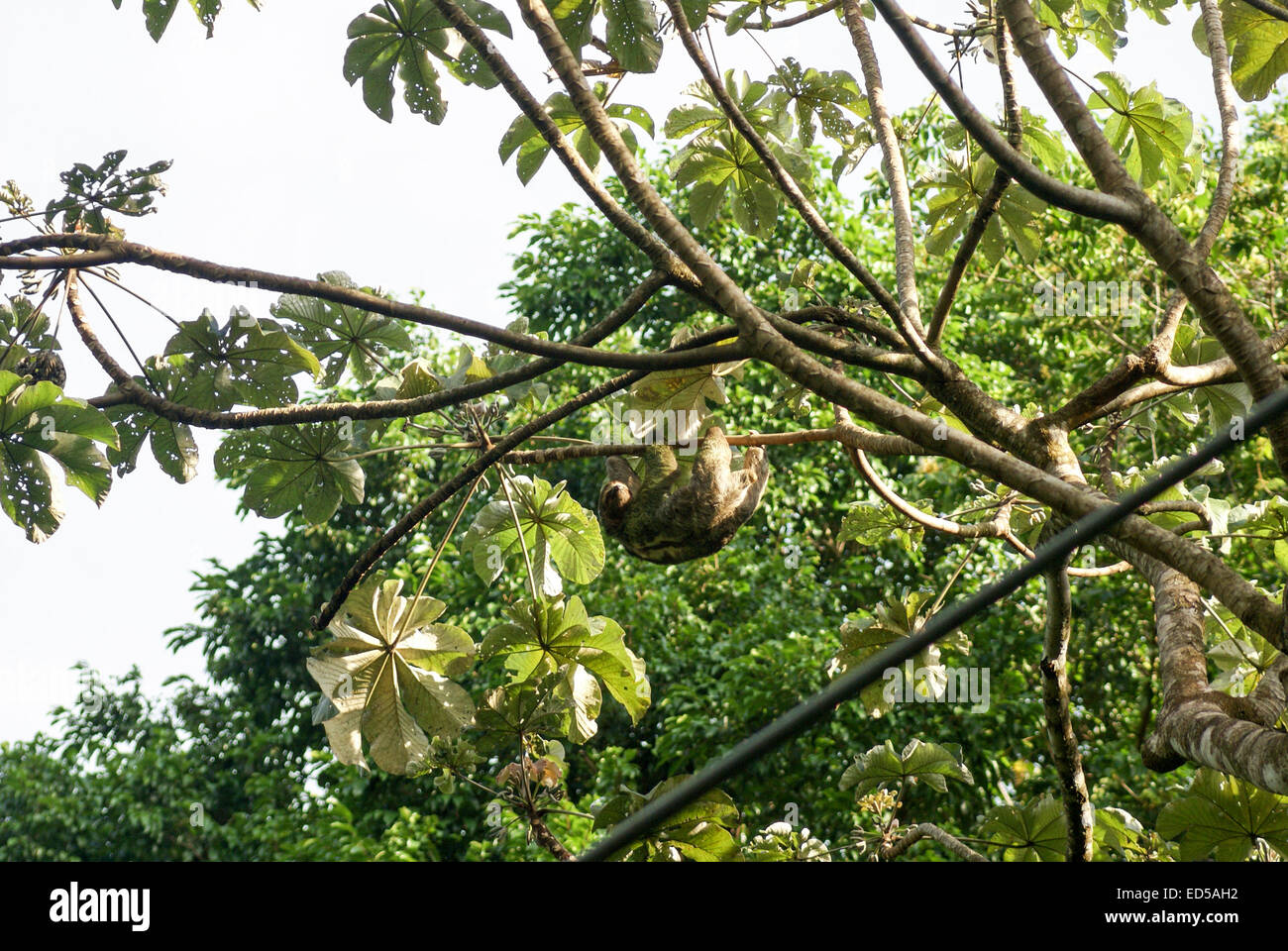 Brown-throated Three-toed Sloth (Bradypus variegatus), at the Manuel Antonio National Park, (Parque Nacional Manuel Antonio), Co Stock Photo
