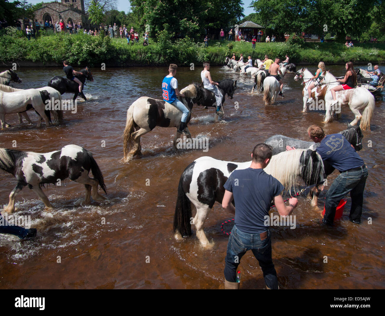 horses being exercised and washed by Gypsies,Romanys,'travellers', at