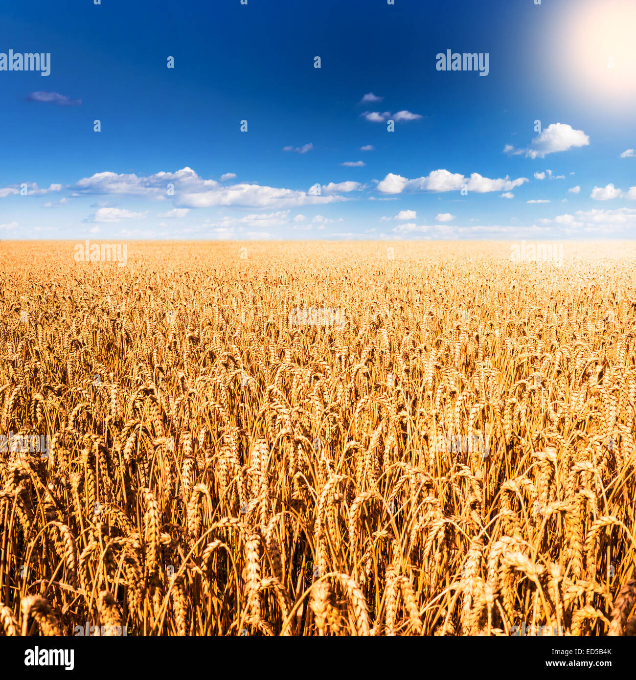 wheat field and blue cloudy sky and sunlight Stock Photo - Alamy