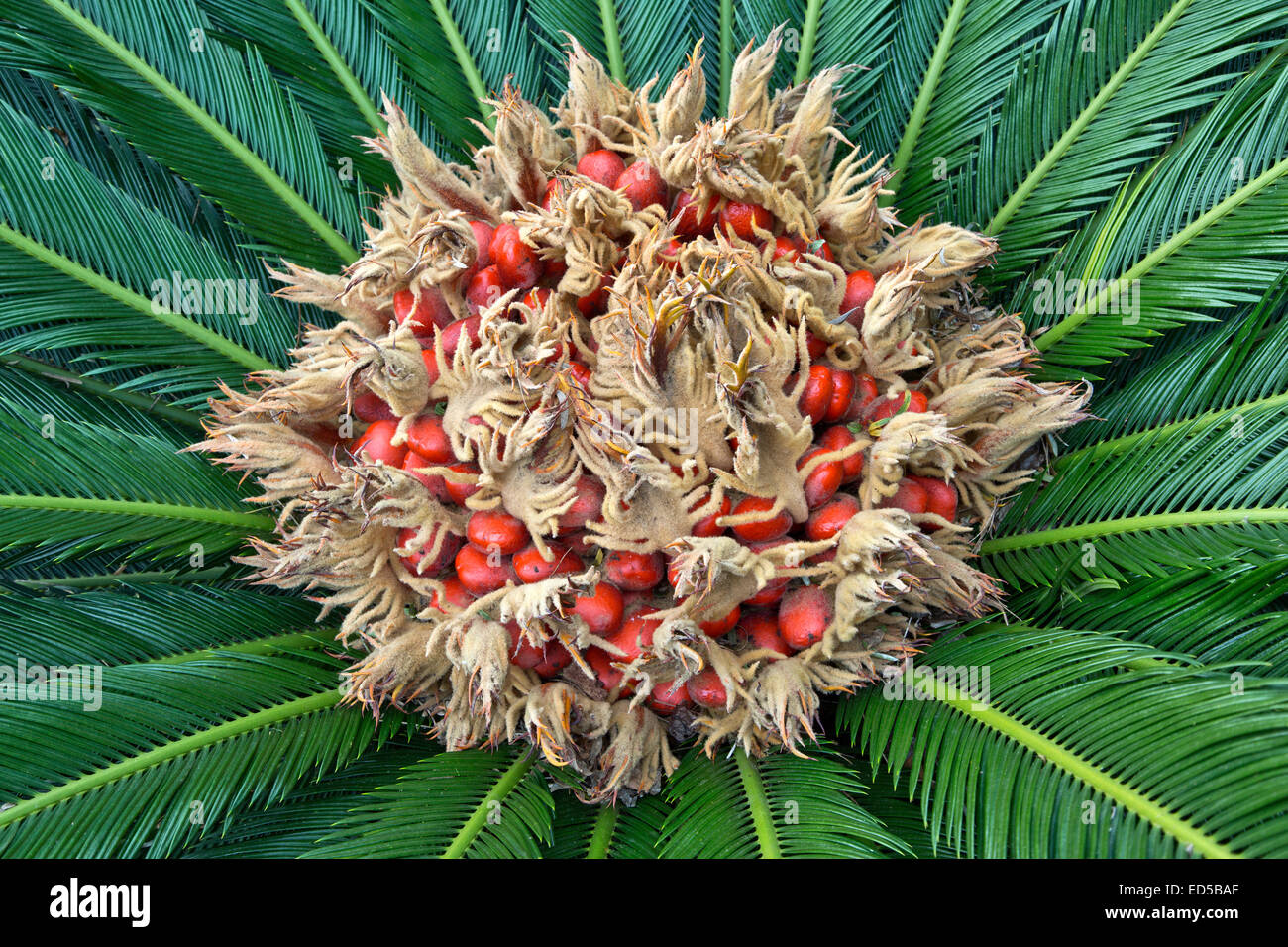 Sago Palm flowering, producing a felt mass in the center of the leaf mass. Stock Photo