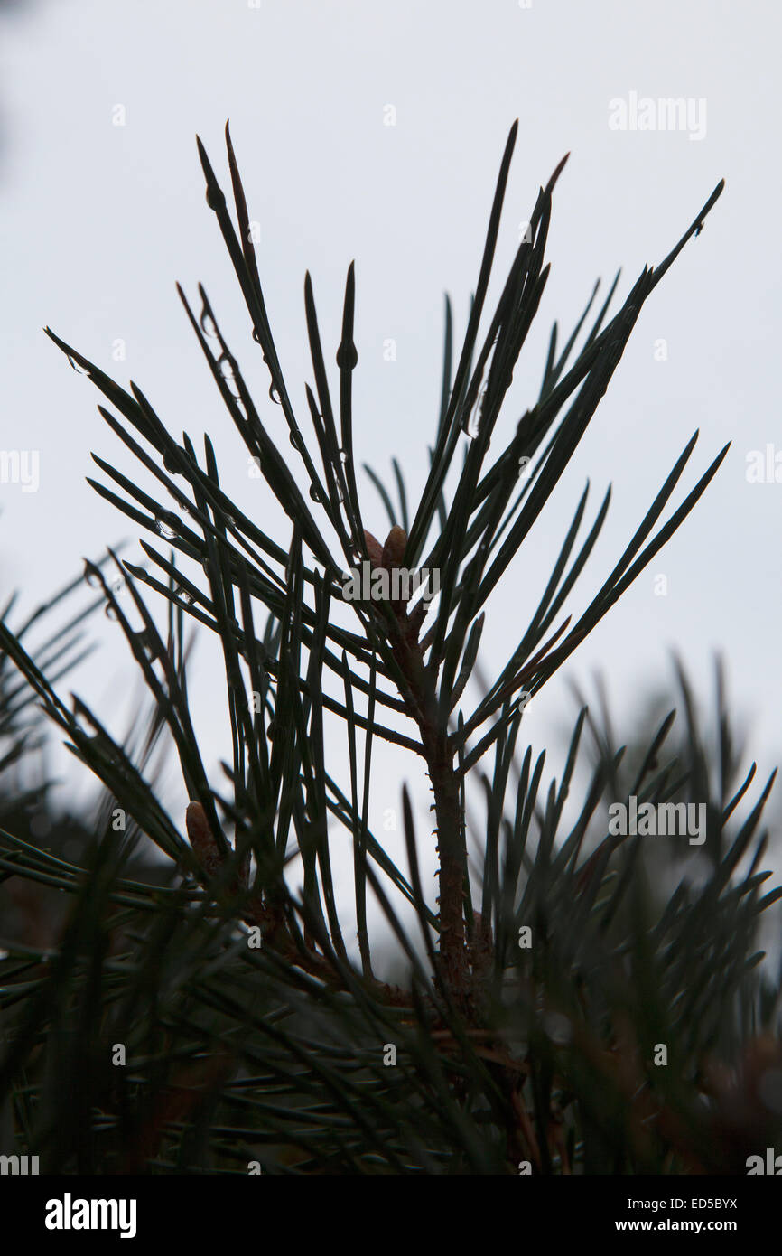 Scots pinus sylvestris pine hi-res stock photography and images - Alamy