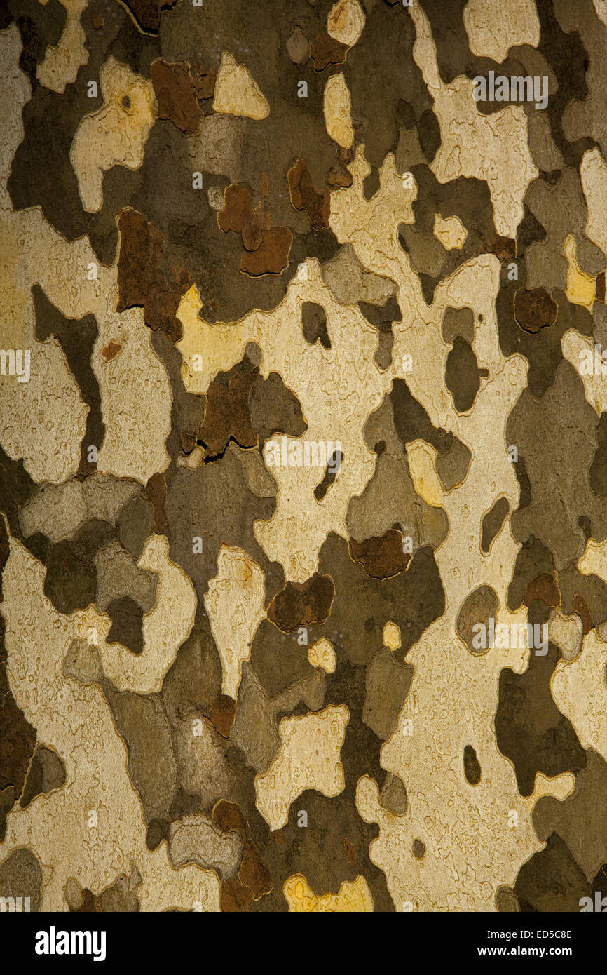 Closeup of the bark on a London Plain Tree. Prospect Park, Brooklyn, NY. Stock Photo