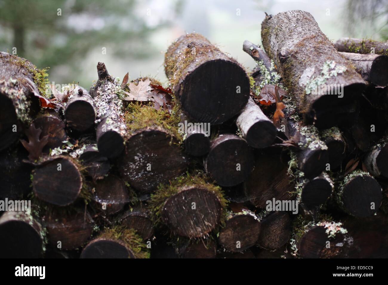 A stack of wet and mossy firewood. Stock Photo