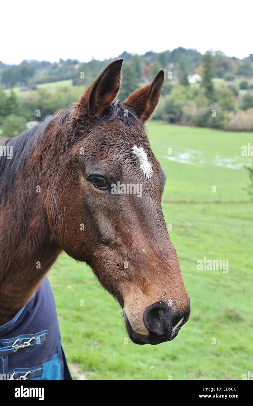 A wet horse wearing a coat with green rolling hills in the background. Stock Photo