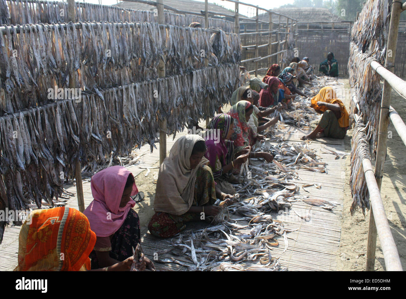 Women labours dried fish in a village at Najirtake in Cox’s Bazar. They work from 6:00 am to 6:00 pm each day. Stock Photo
