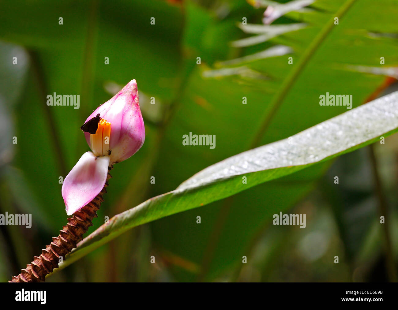 Wild banana flower - Musa campestris - in Gunung Mulu National Park, Sarawak, Malaysia Stock Photo