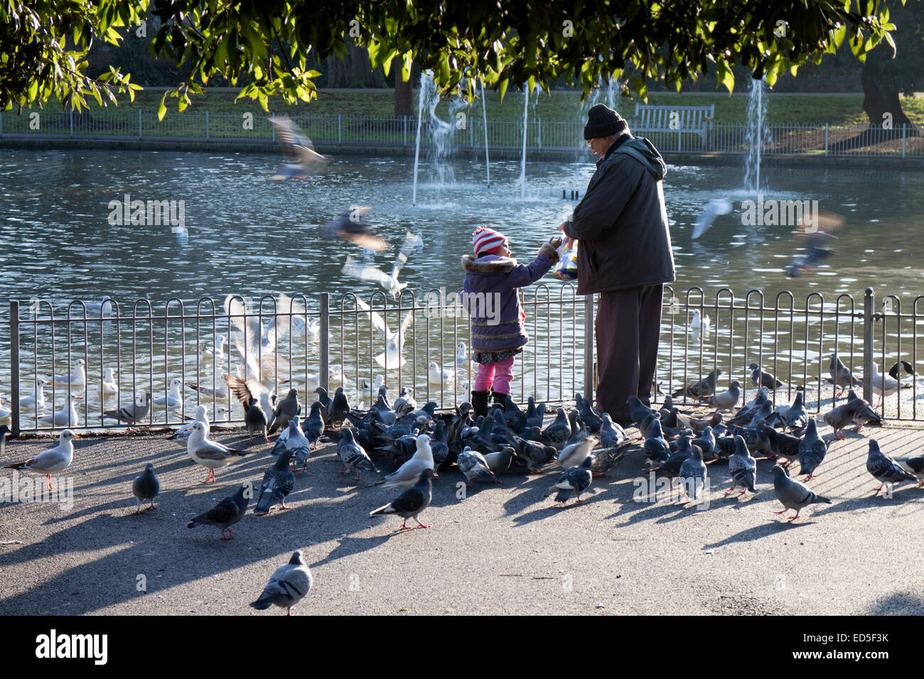 People feeding birds hires stock photography and images Alamy