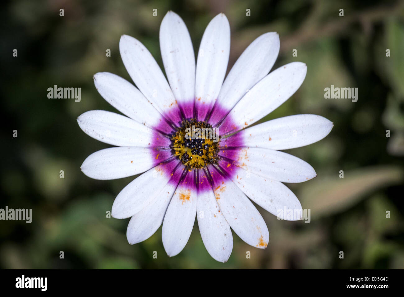 Aster, Wildflower, Postberg Section, West Coast National Park, Western Cape, South Africa Stock Photo